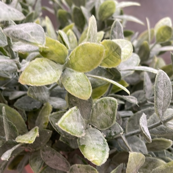 Bundle of 5 Faux Greenery - Picture 9 of 17